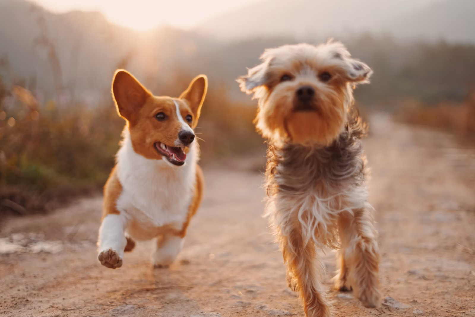 Canais e horário de atendimento da Lulu Pet'S